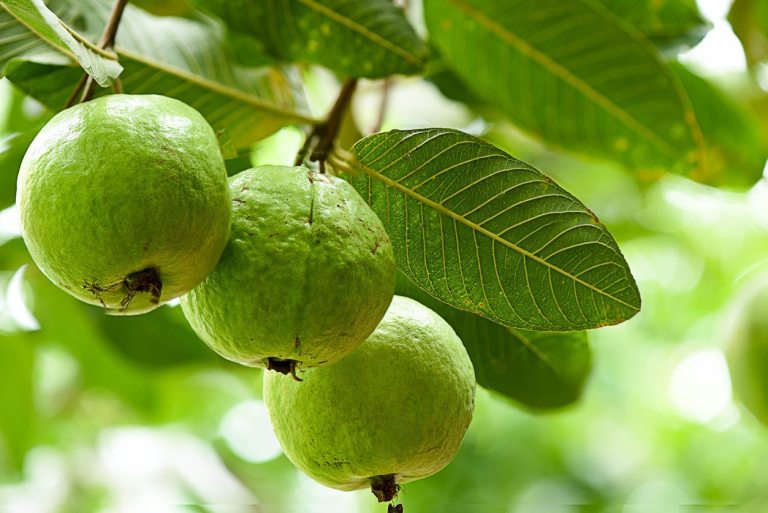 فوائد ورق الجوافة المغلي للشعر والبشرة والتخسيس