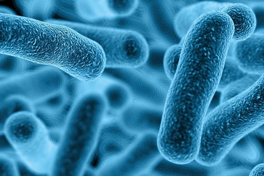 ماذا تنتج بكتيريا e.coli التي تعيش في أمعاء الإنسان