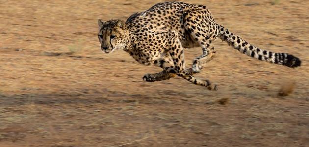 أسرع حيوان في العالم وكم تبلغ سرعته