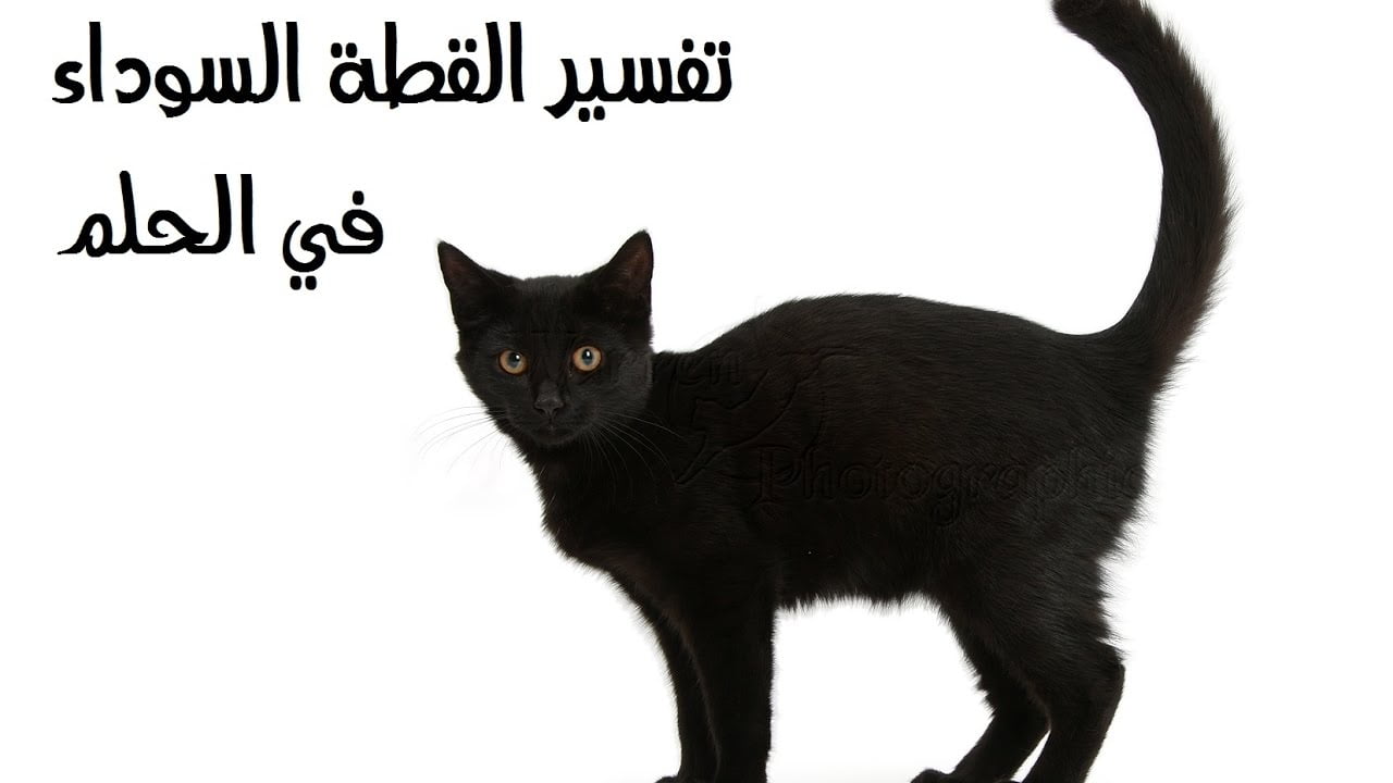 تفسير حلم رؤية القطة السوداء في المنام