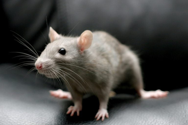 تفسير رؤية الفأر الرمادي في المنام وقتله لابن سيرين