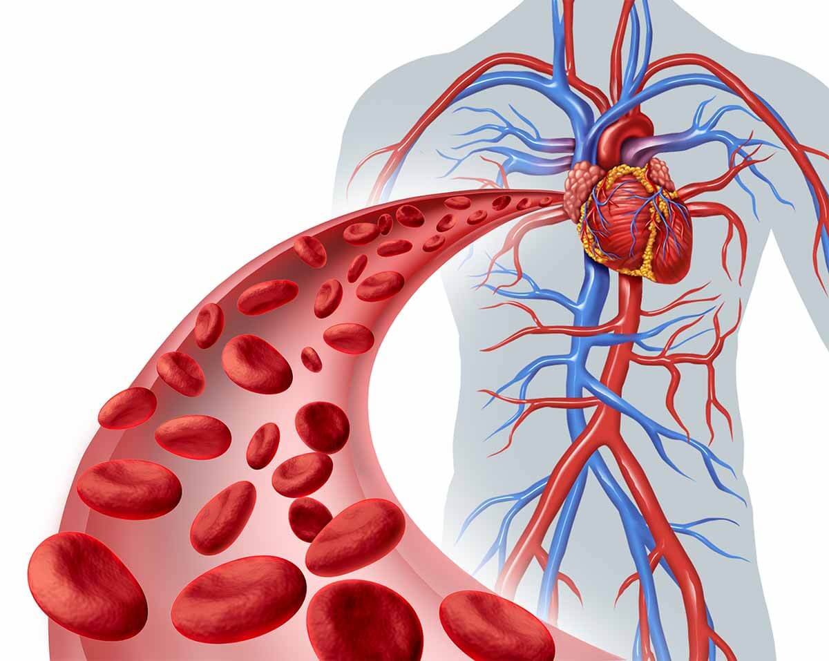 كم لتر دم يوجد في جسم الانسان الطبيعي