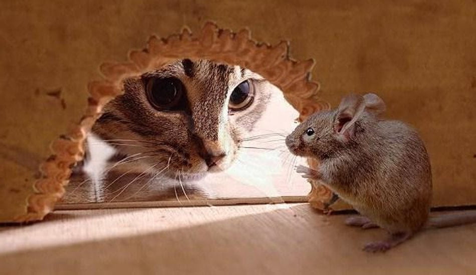 ما هو تفسير حلم القطط والفئران في الحلم