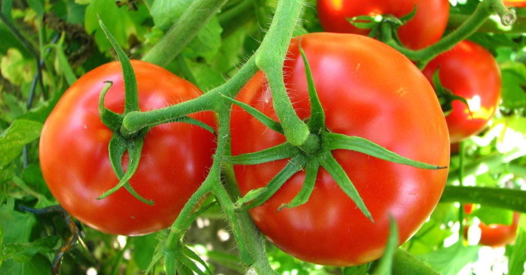 ما تفسير رؤية الطماطم أو البندورة في المنام و ما الذي يدل عليه
