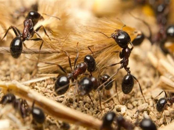 هل وجود النمل في البيت يدل على الرزق