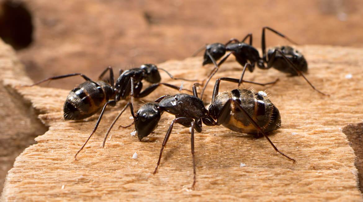 تفسير حلم النمل للعصيمي بالتفصيل