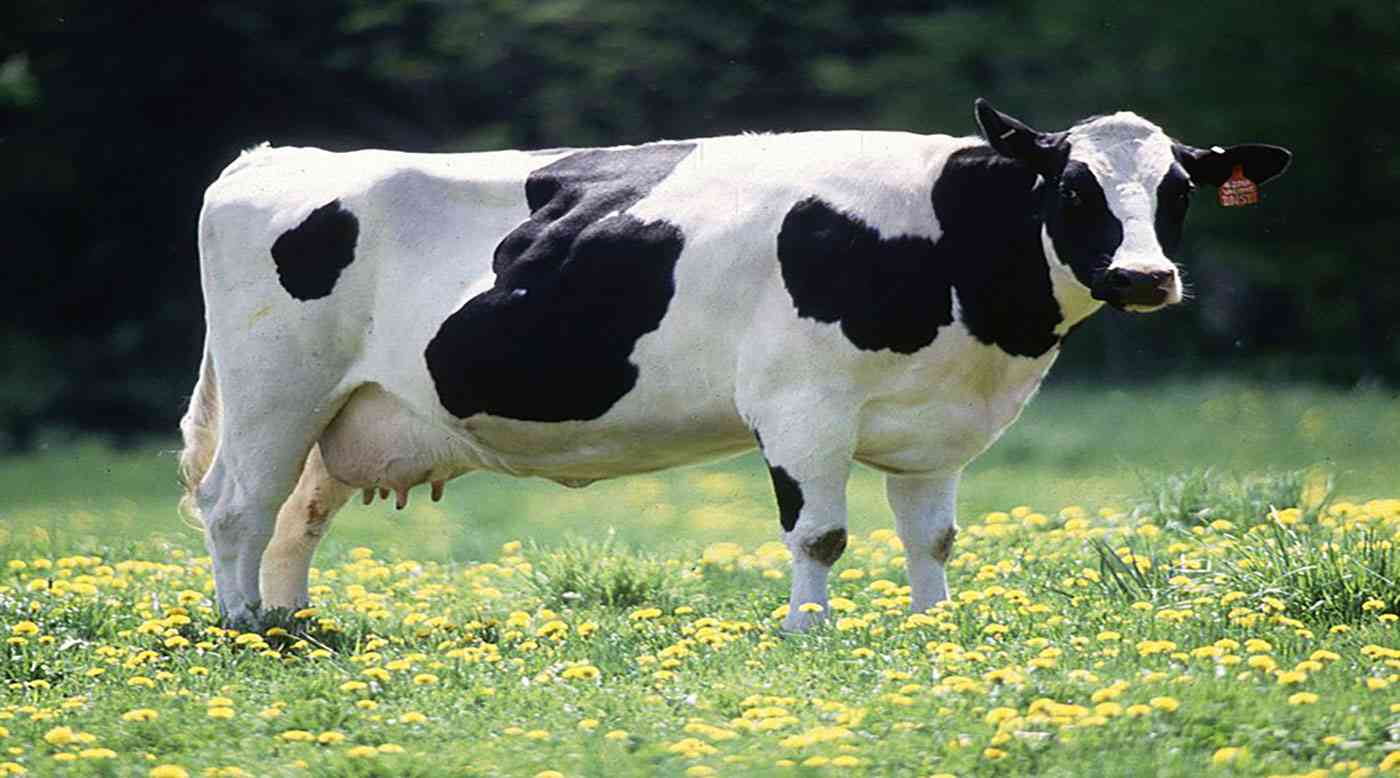 تفسير حلم رؤية البقر في المنام لابن سيرين وإبن شاهين