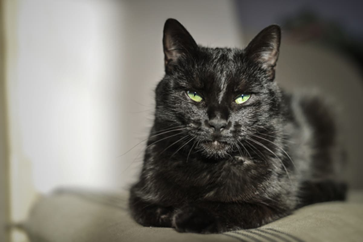 تفسير حلم رؤية القطة السوداء في المنام