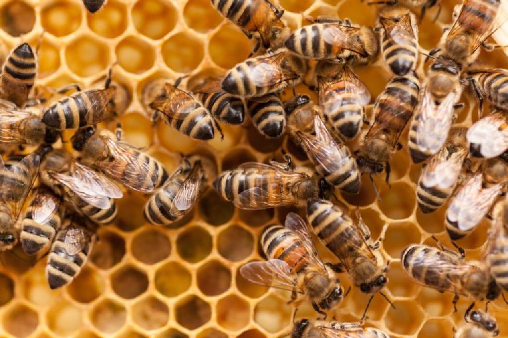تفسير حلم رؤية النحل في المنام لابن سيرين بالتفاصيل
