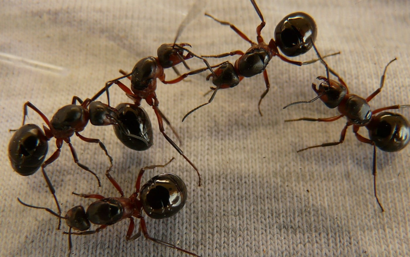 تفسير حلم رؤية النمل الاسود في المنام للنابلسي