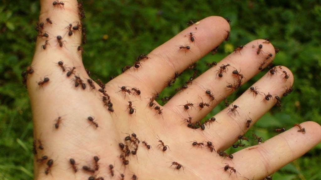 تفسير حلم رؤية النمل في المنام لابن سيرين والامام الصادق