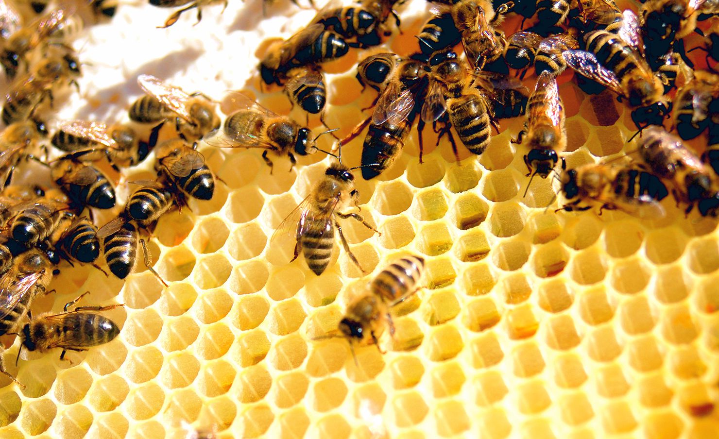 تفسير رؤية أو سماع سورة النحل في المنام
