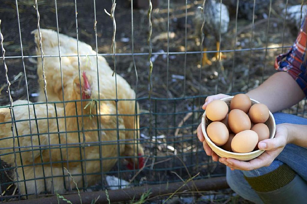 تفسير رؤية جمع البيض من تحت الدجاج في المنام