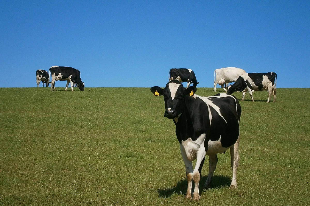 رابط تحديث الإعانات الزراعية برنامج دعم صغار مربي الماشية