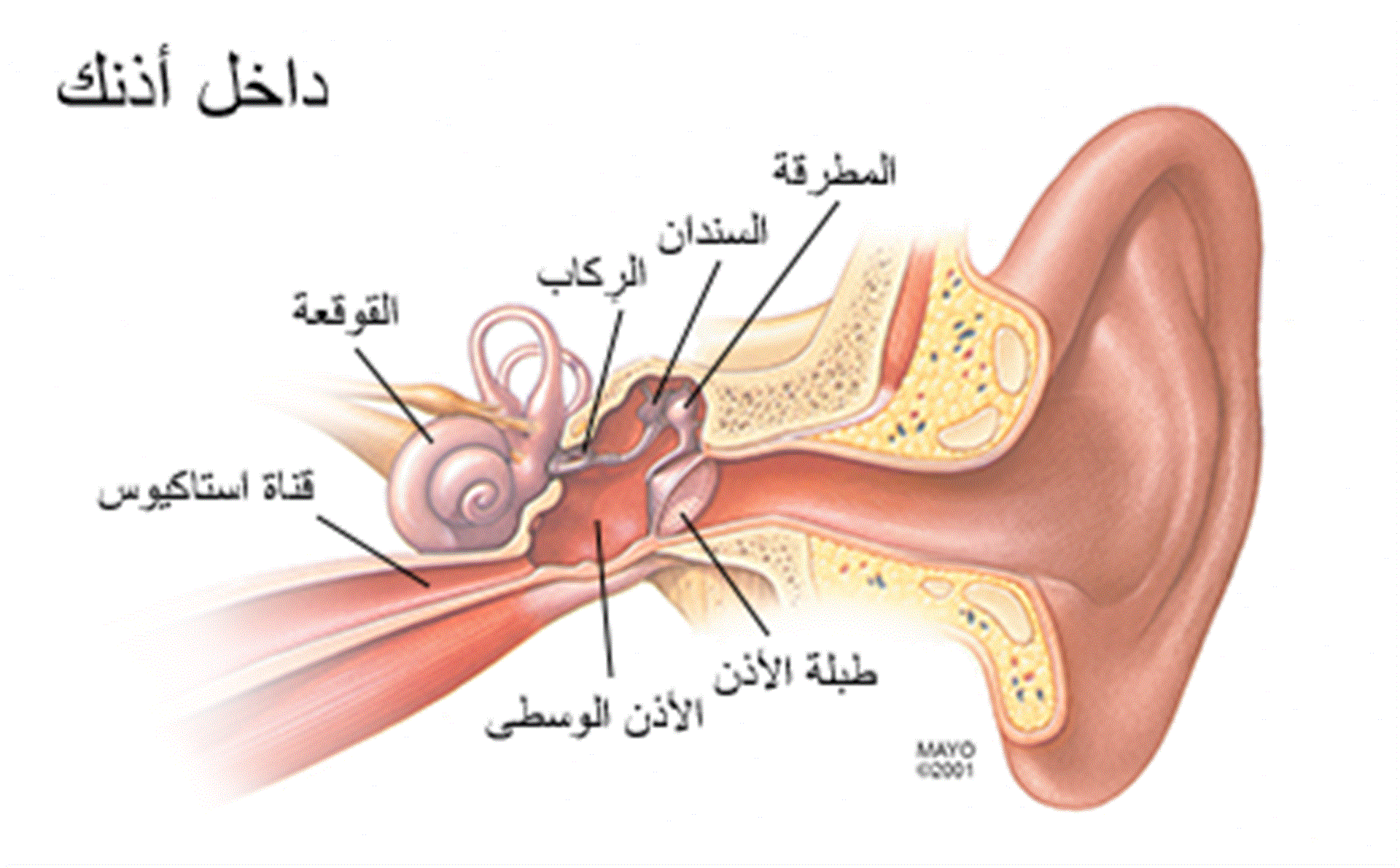 علاج التهاب الاذن الوسطى وما هي أسباب التهاب الأذن الوسطى