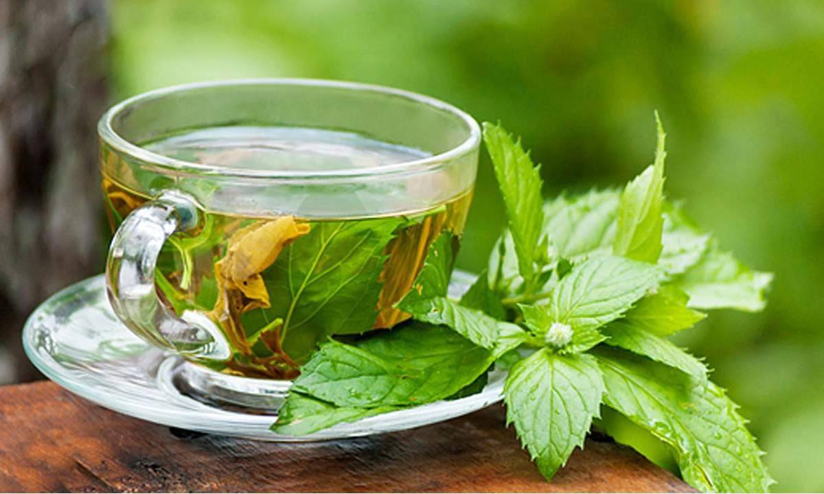 فوائد الشاي الأخضر والنعناع قبل النوم وبعد الطعام