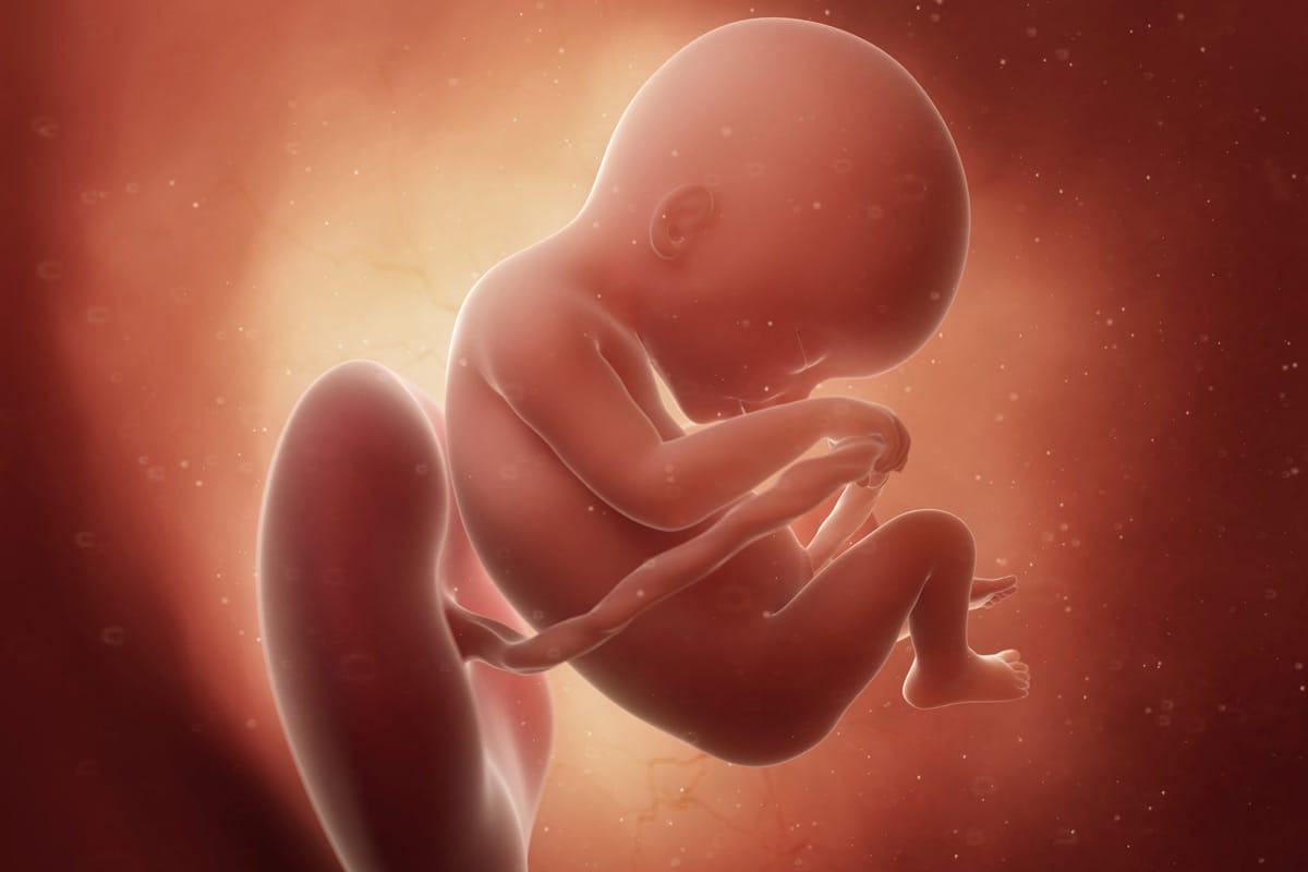 كيف ينمو الجنين في الشهر الأول من الحمل