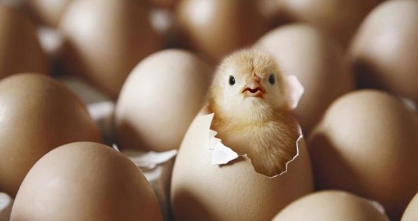 تجلس معظم الطيور على بيضها حتى يفقس. ما السبب في ذلك