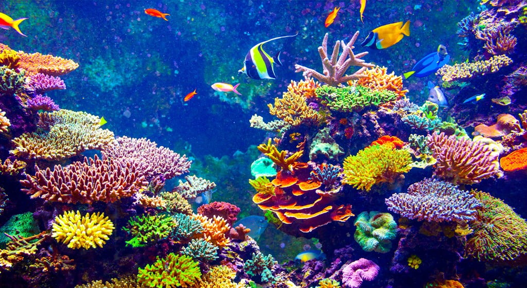 تفسير حلم رؤية المرجان فى المنام