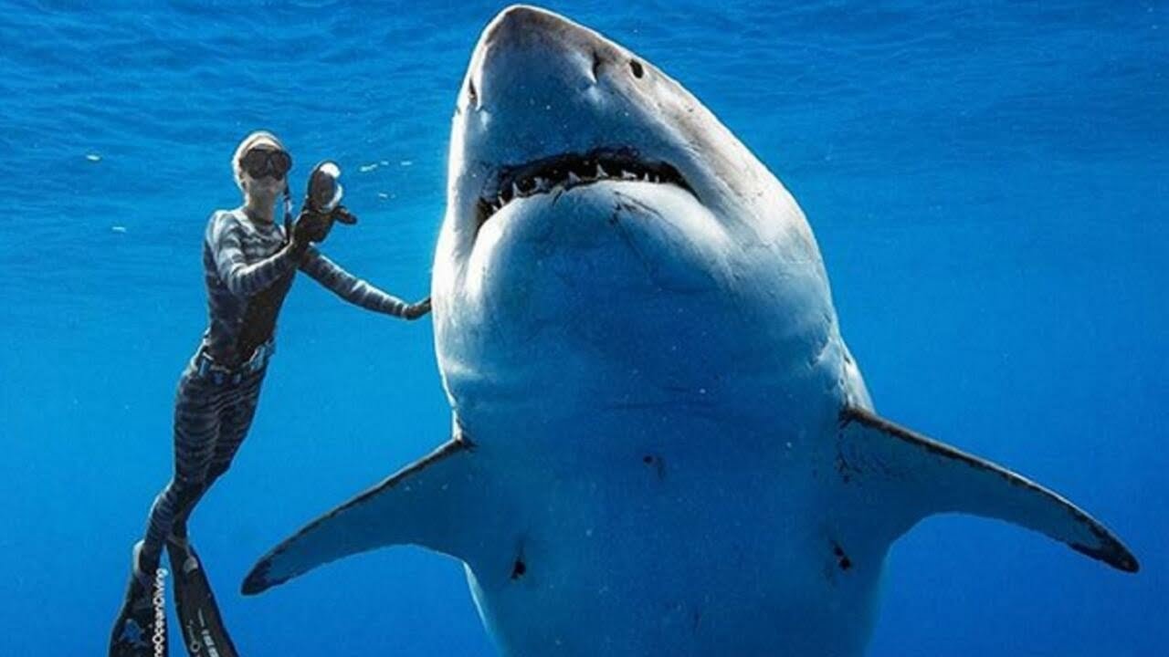 تفسير حلم رؤية سمكة القرش في المنام لابن سيرين والامام الصادق