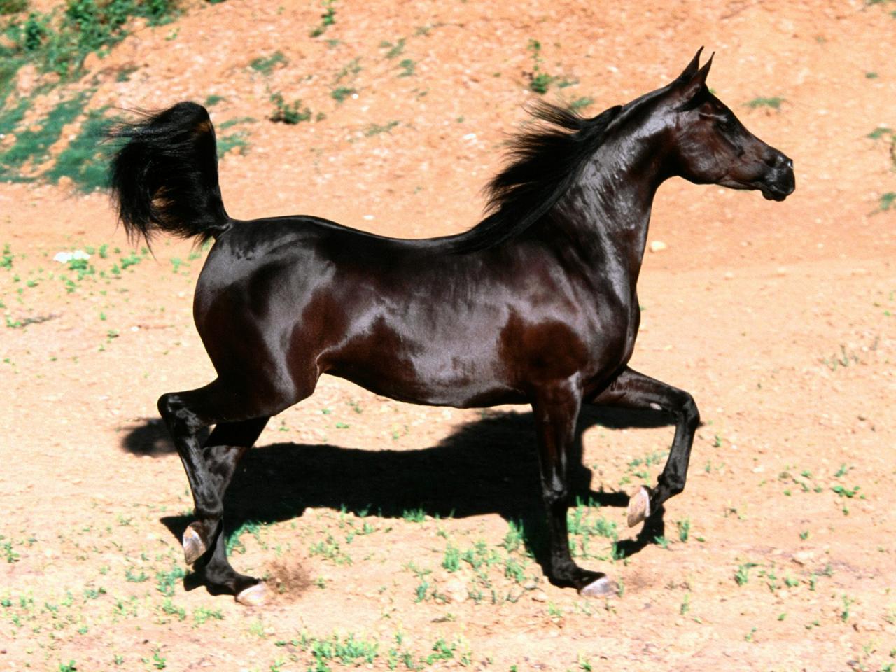 ما هو أفضل حصان عربي أصيل في العالم؟