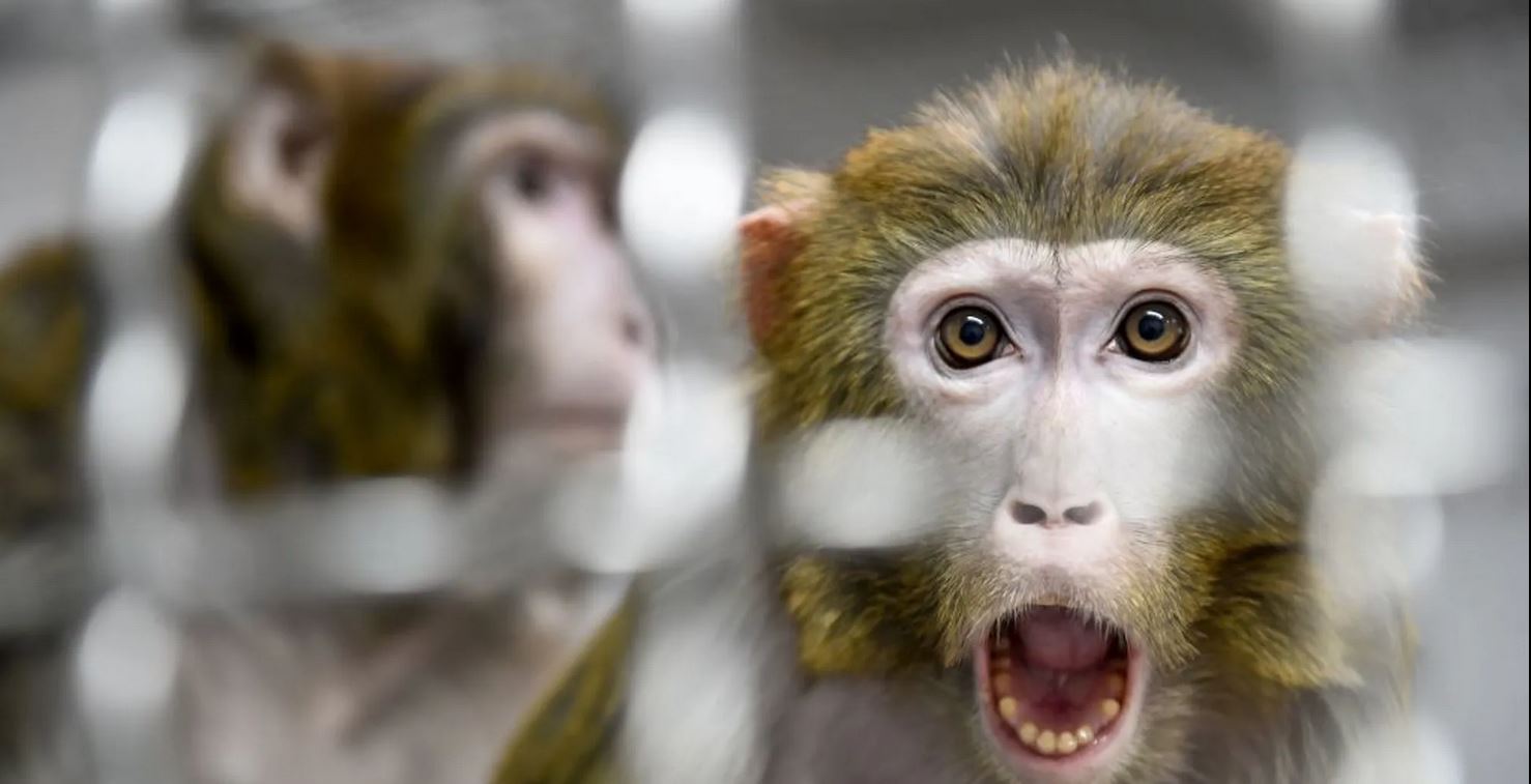 ‏ما حقيقة خطورة جدري القرود حسب خبراء الصحة وكيف ينتقل من شخص للآخر؟