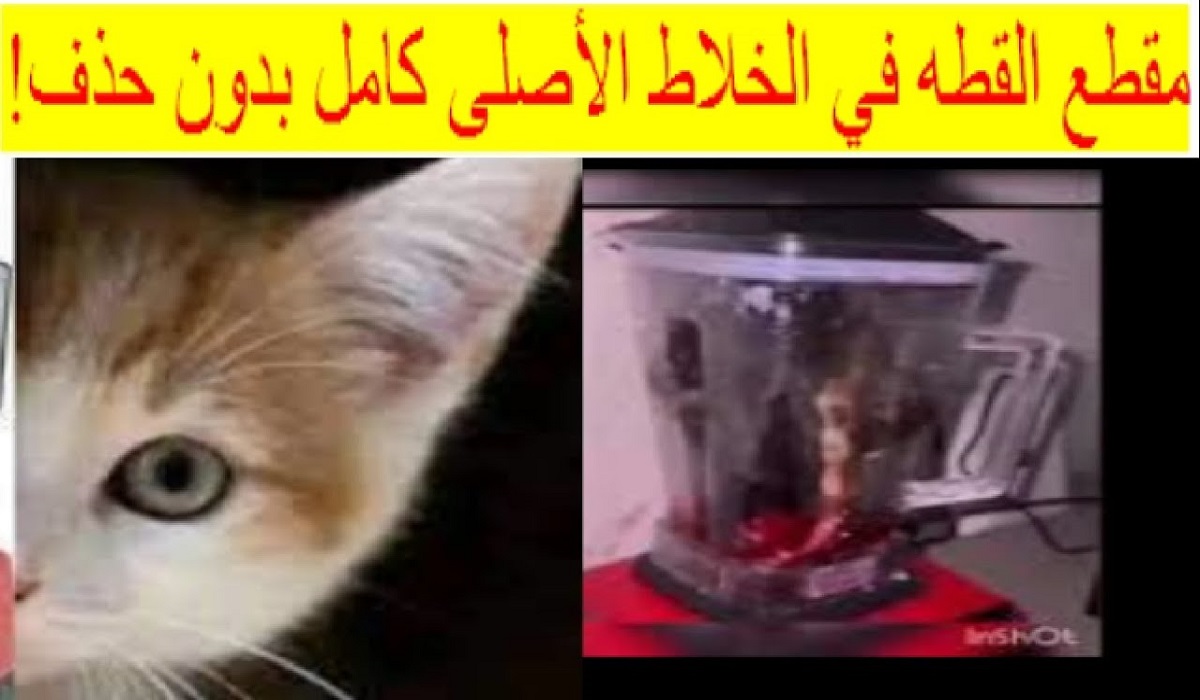 فيديو رجل يفرم قطة في الخلاط وهي حية بدون رحمه